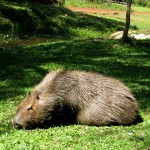 capybara1