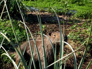 capybara2